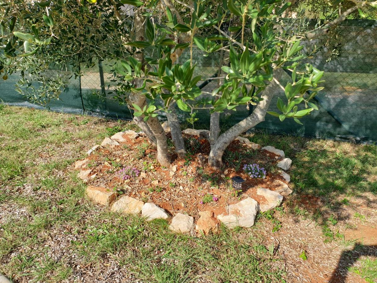 Appartamento Olive *