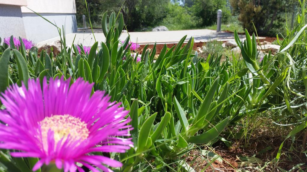 Apartament Olive